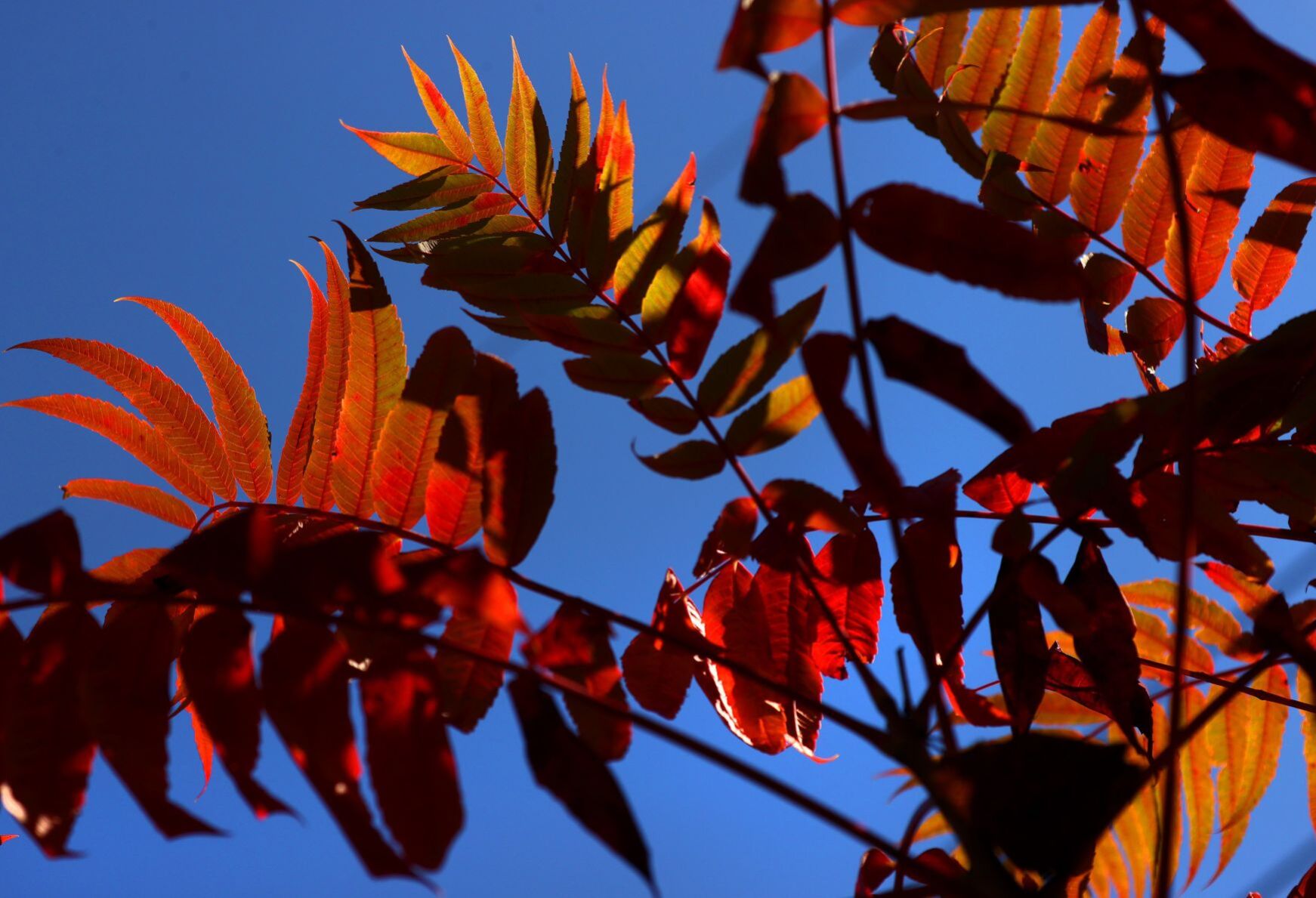 Autumn color falls on St. Louis area